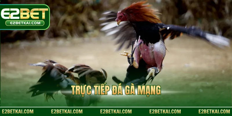 Trực tiếp đá gà mạng